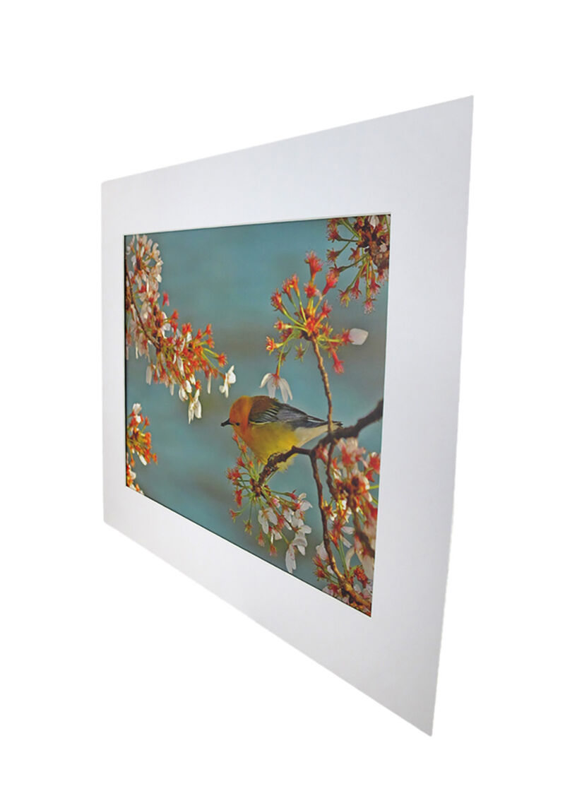 National Geographic Matted Print - Warbler On Cherry Tree - 16 x 20 Inches image number 1