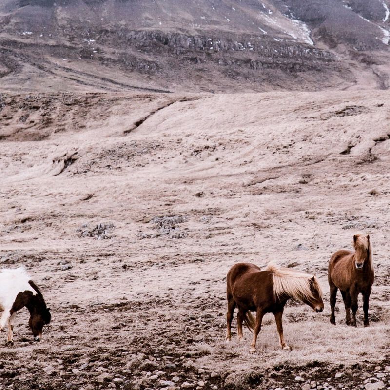 Wild Horses image number 4