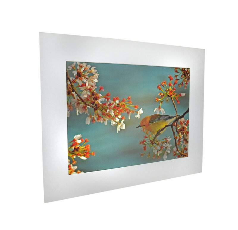 National Geographic Matted Print - Warbler On Cherry Tree - 16 x 20 Inches image number 0