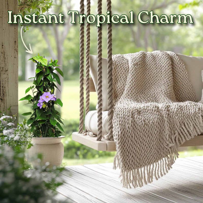 Sky Vine (Thunbergia) in 3 Gallon Nursery Pot 1 ‑Pack image number 4