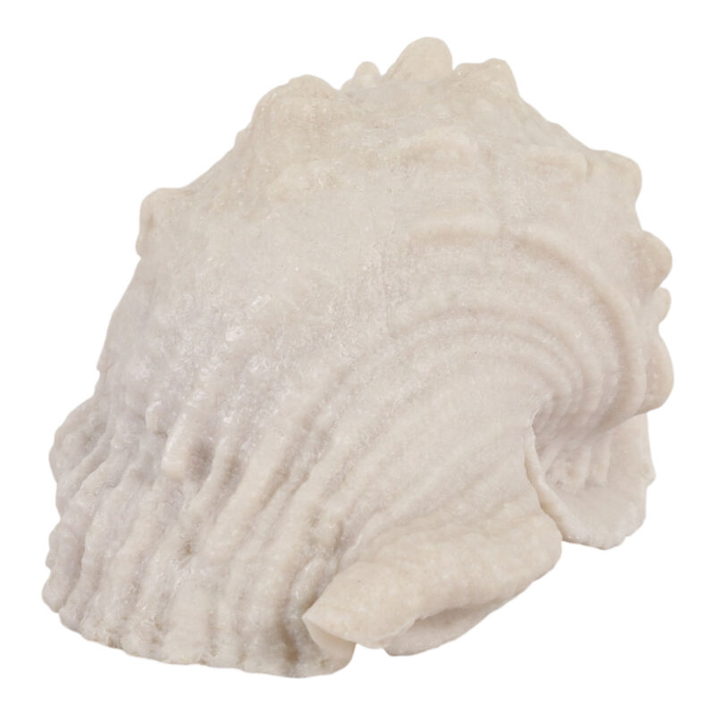 10x5x5 Resin Sand Cong Shell image number 4