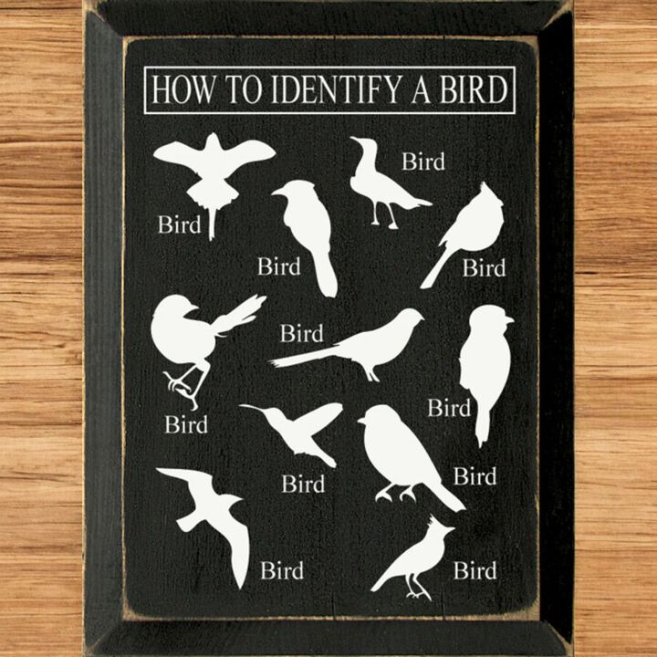 Bird Identification Chart Wall Decor From Solid Knotty Pine