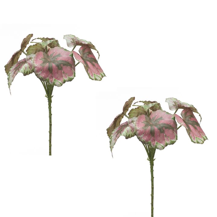 Set of 2 Variegated Begonia Leaf Bushes for Lush Home Décor and Indoor Greenery