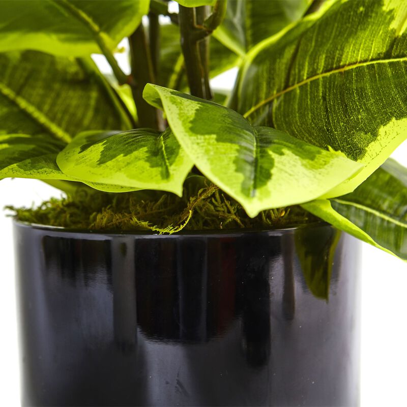 HomPlanti Rubber Plant in Glossy Cylinder (Real Touch)