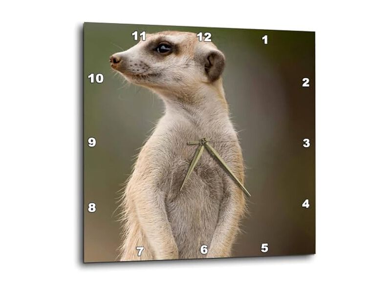 Namibia Keetmanshoop Meerkat Burrow Wall Clock 13 Inch Home Decor image number 0