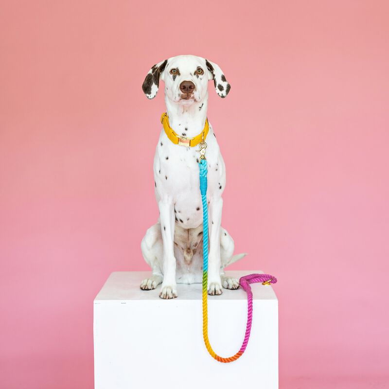 Marley Rope Dog Leash image number 2