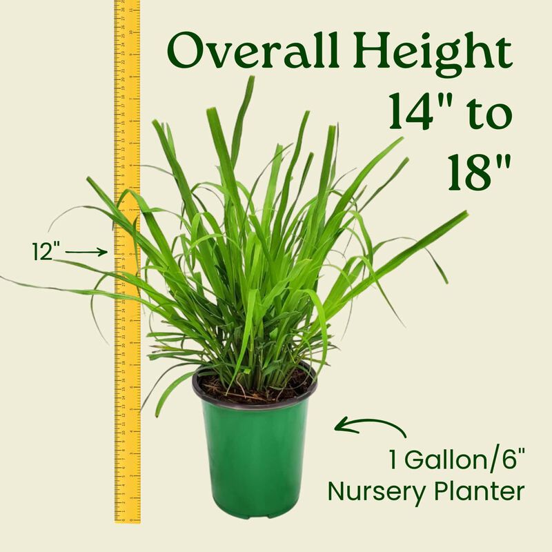 Lemongrass in 1 Gallon Nursery Pot 1 ‑Pack image number 2
