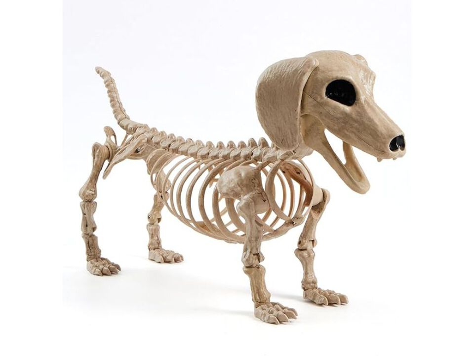 24" Wiener Dog Skeleton – Posable Plastic Halloween Animal Prop for Graveyard, Haunted House & Party Decor