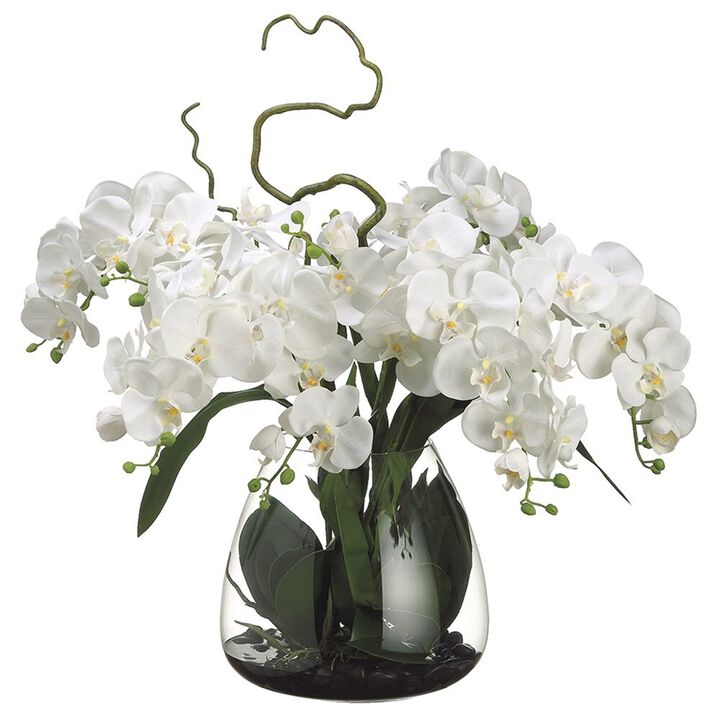 Phalaenopsis Orchid in Glass Vase
