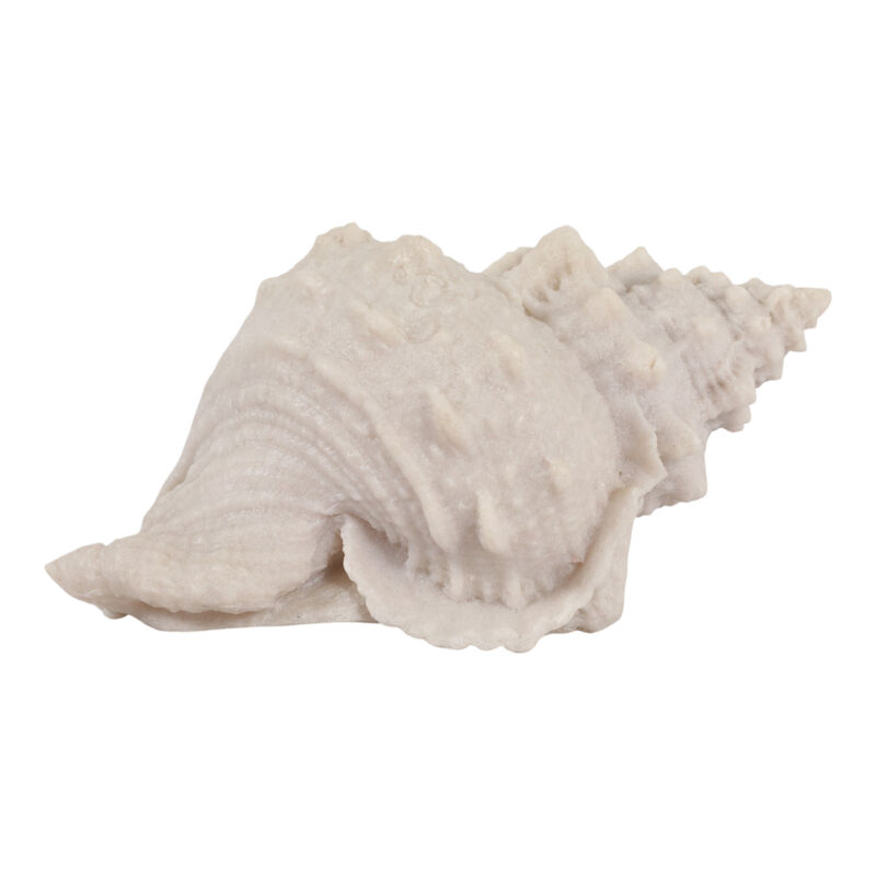 10x5x5 Resin Sand Cong Shell image number 0