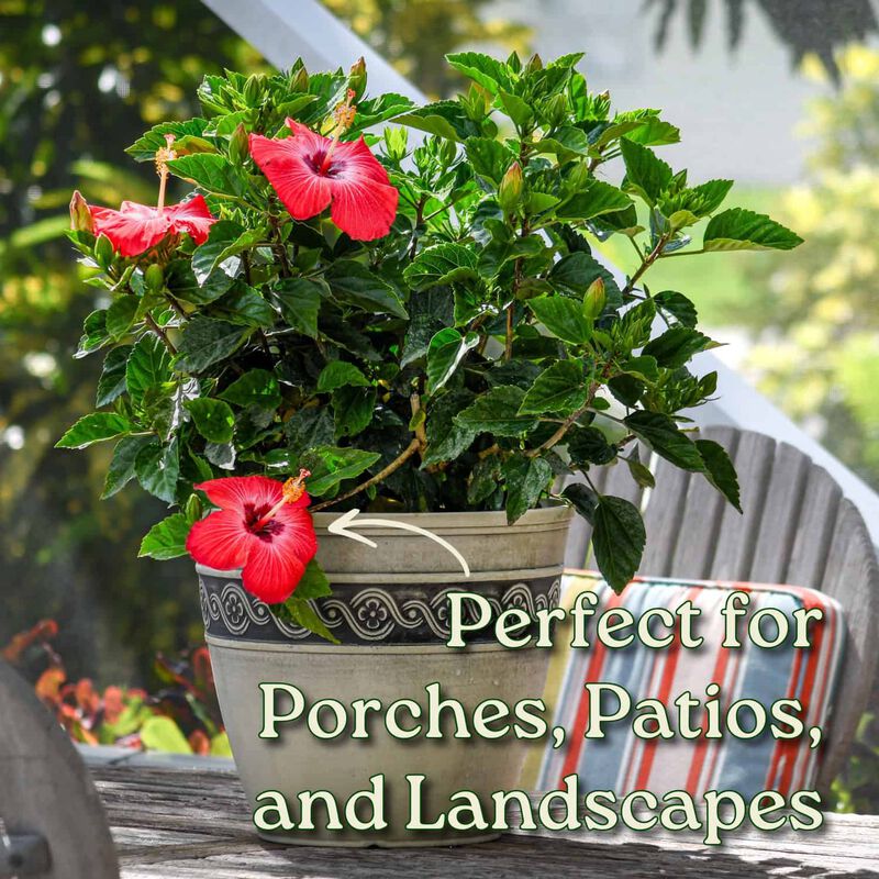 Hibiscus Bush in 3 Gallon Nursery Pot 1 ‑Pack image number 3