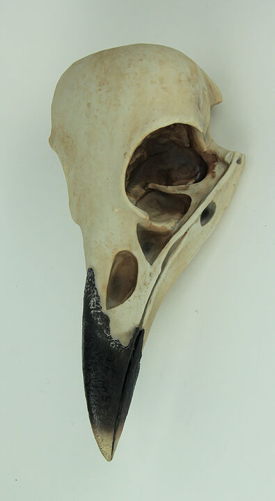 Corvus Bird of Prophecy Gothic Raven Skull Hanging Statue