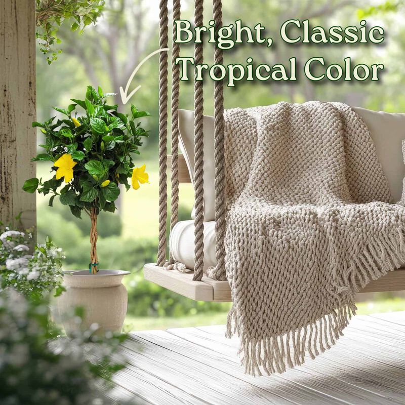 Braided Hibiscus Tree in 3 Gallon Nursery Pot 1 ‑Pack image number 4