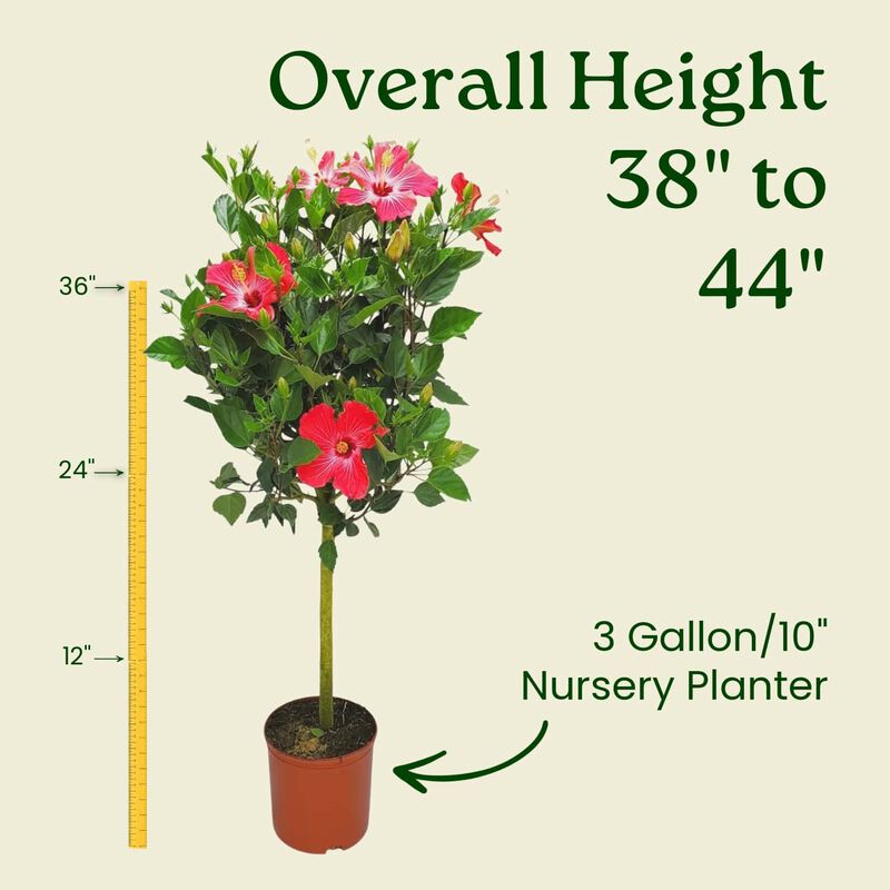 Hibiscus Tree in 3 Gallon Nursery Pot 1‑Pack image number 2