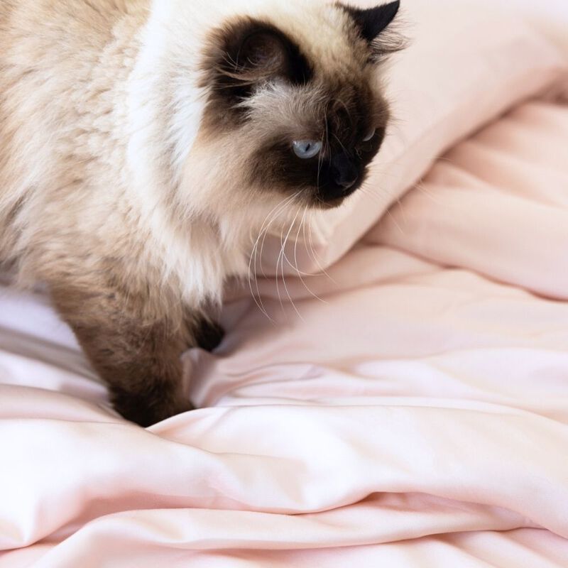 Organic Bamboo Sateen Duvet Cover Set image number 2
