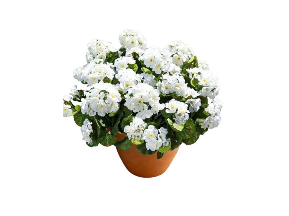 Artificial Geranium Fake Flowers Outdoors Decor 6 Bundles Silk Geraniums White