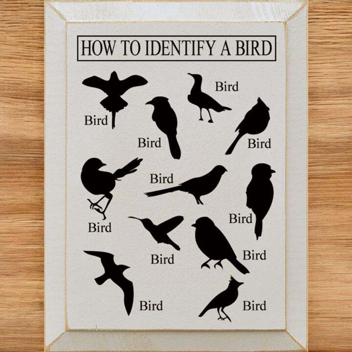 Bird Identification Chart Wall Decor From Solid Knotty Pine