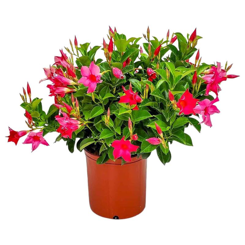 Dipladenia Plant in 3 Gallon Nursery Pot 1 ‑Pack image number 0