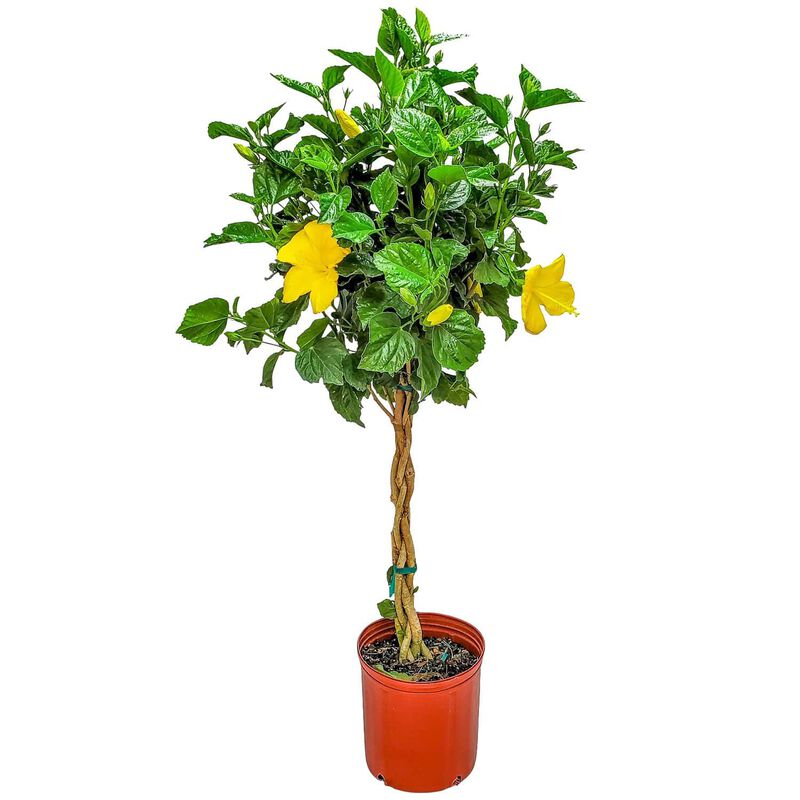 Braided Hibiscus Tree in 3 Gallon Nursery Pot 1 ‑Pack image number 0