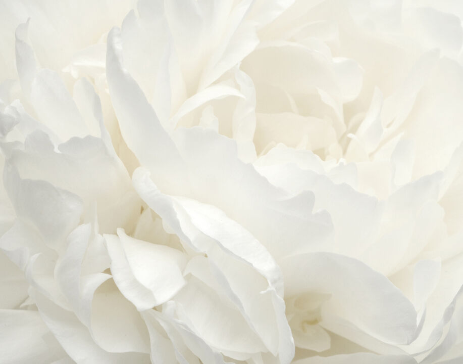 Atmosphere Rose White Mural G78424