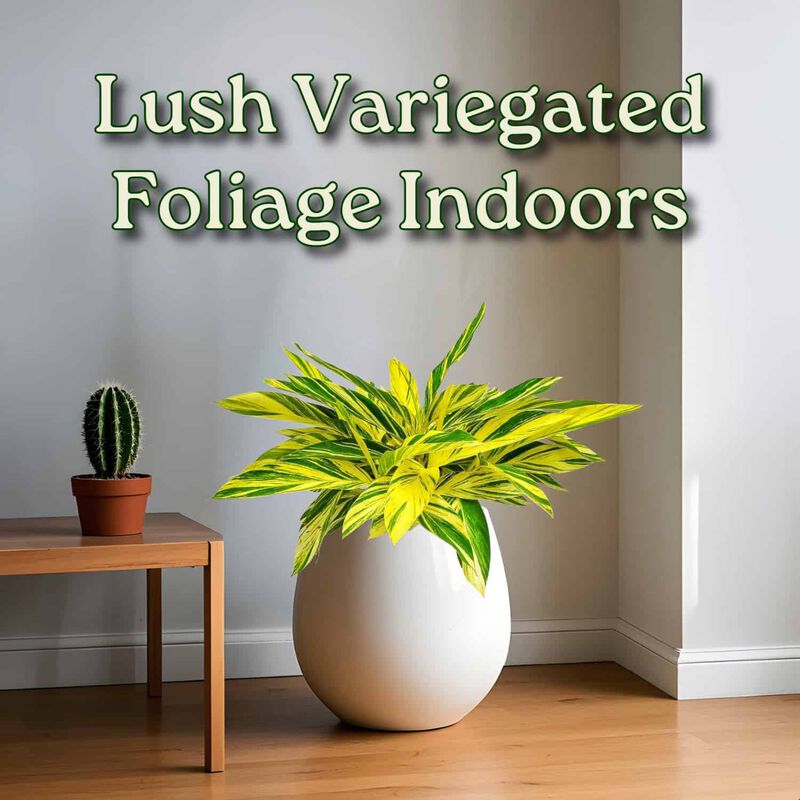 Variegated Ginger Plant in 3 Gallon Nursery Pot 1 ‑Pack image number 3
