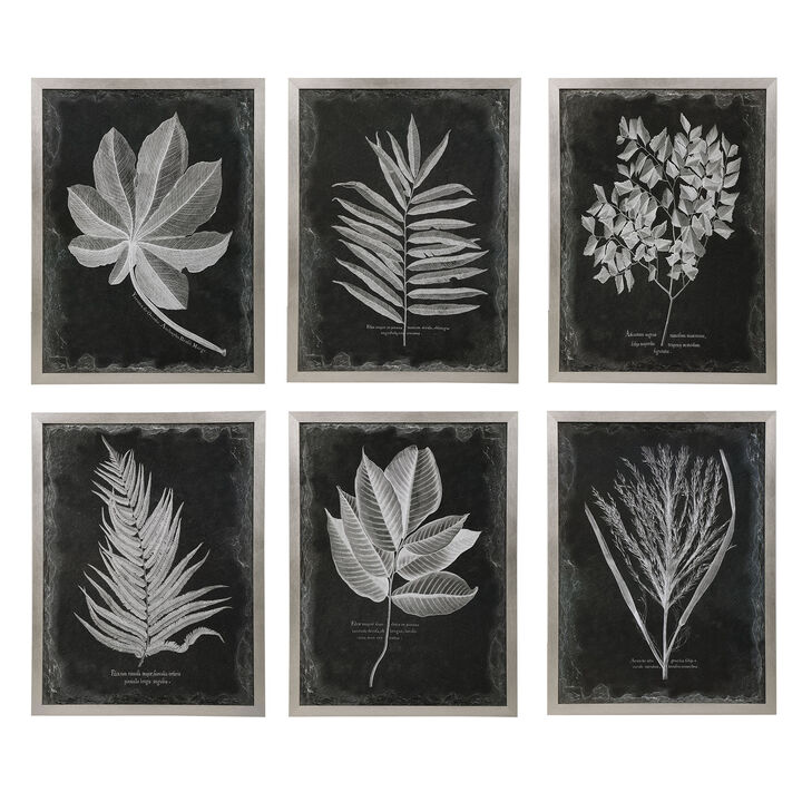 Foliage Framed Prints (Set of 6)