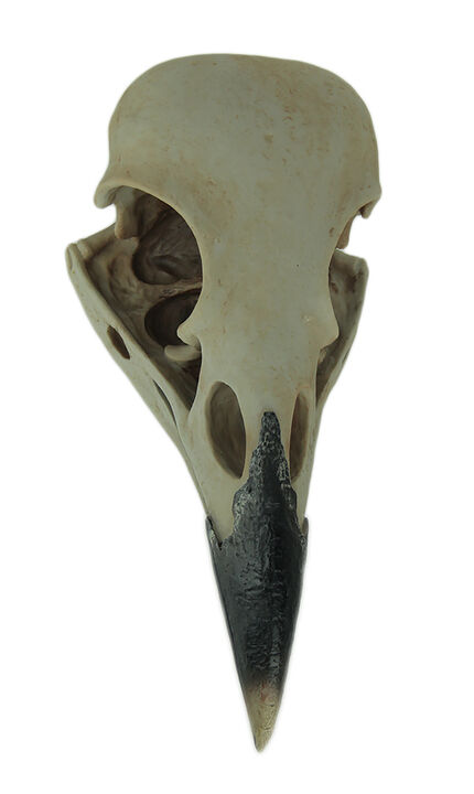 Corvus Bird of Prophecy Gothic Raven Skull Hanging Statue