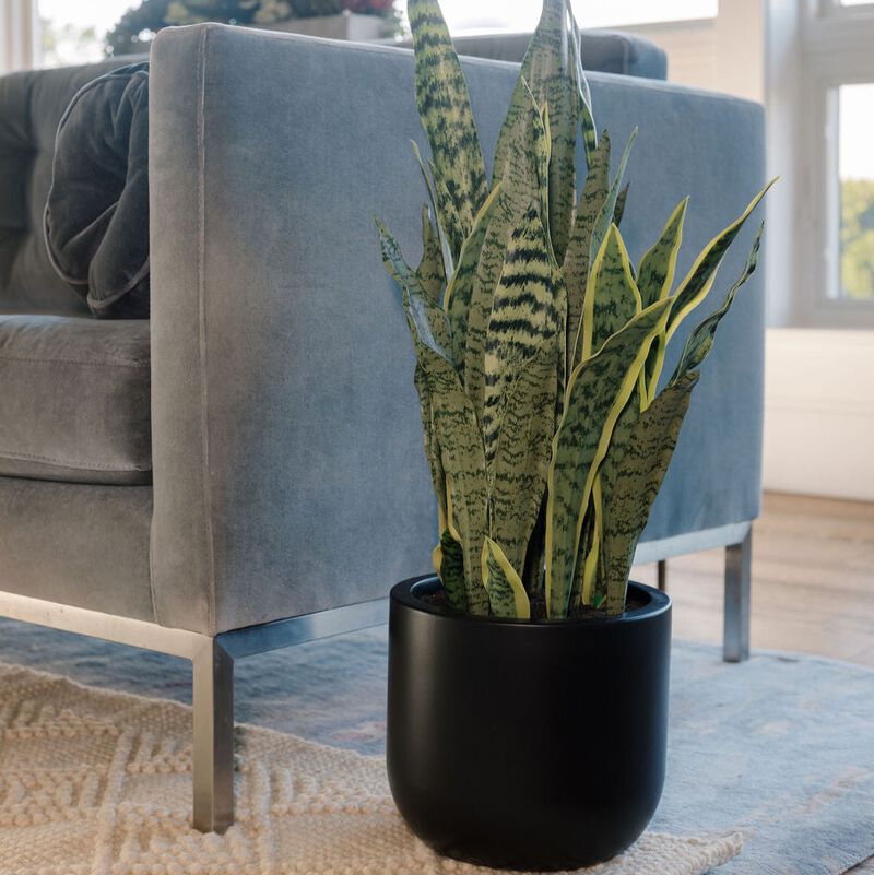 30" Snake Plant image number 3