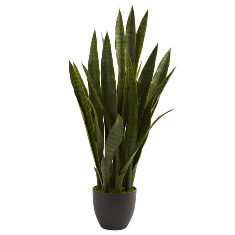 Hivvago Sansevieria w/Black Planter