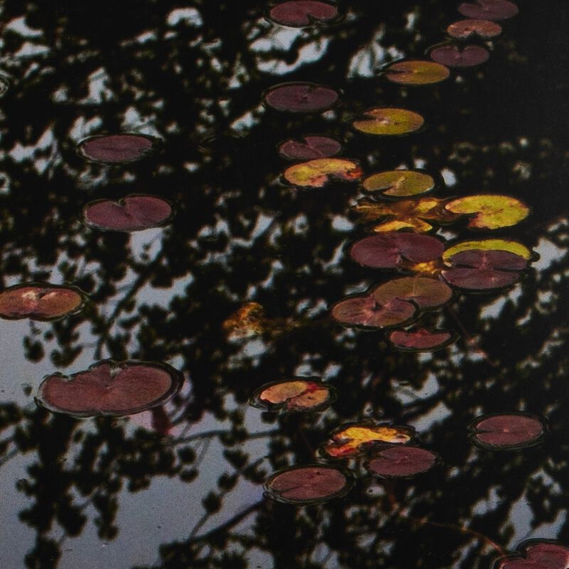 Echo By Shade Degges