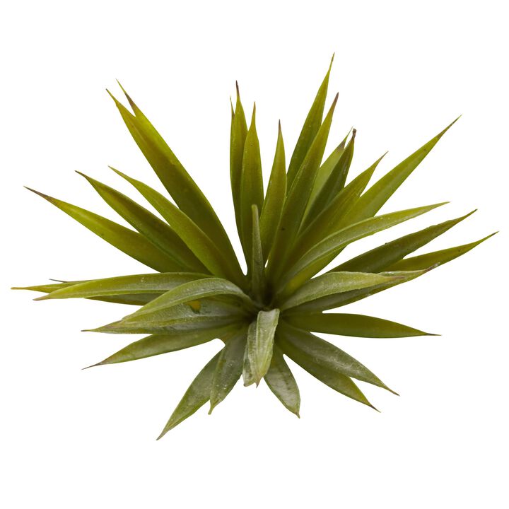HomPlanti Mini Spiky Agave Succulent Plant (Set of 12)