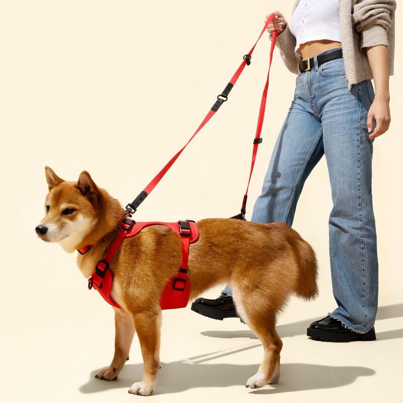 Luna  Adjustable 6-in-1 Waterproof Hands-Free Leash and Collar with LED Flashlight
