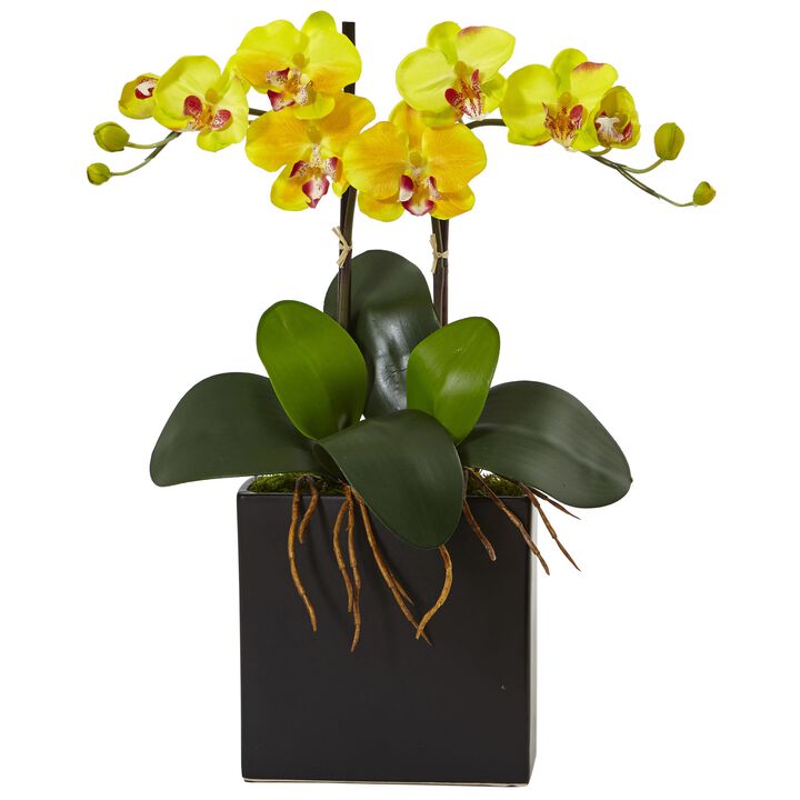 HomPlanti Double Mini Phalaenopsis in Black Vase - Yellow