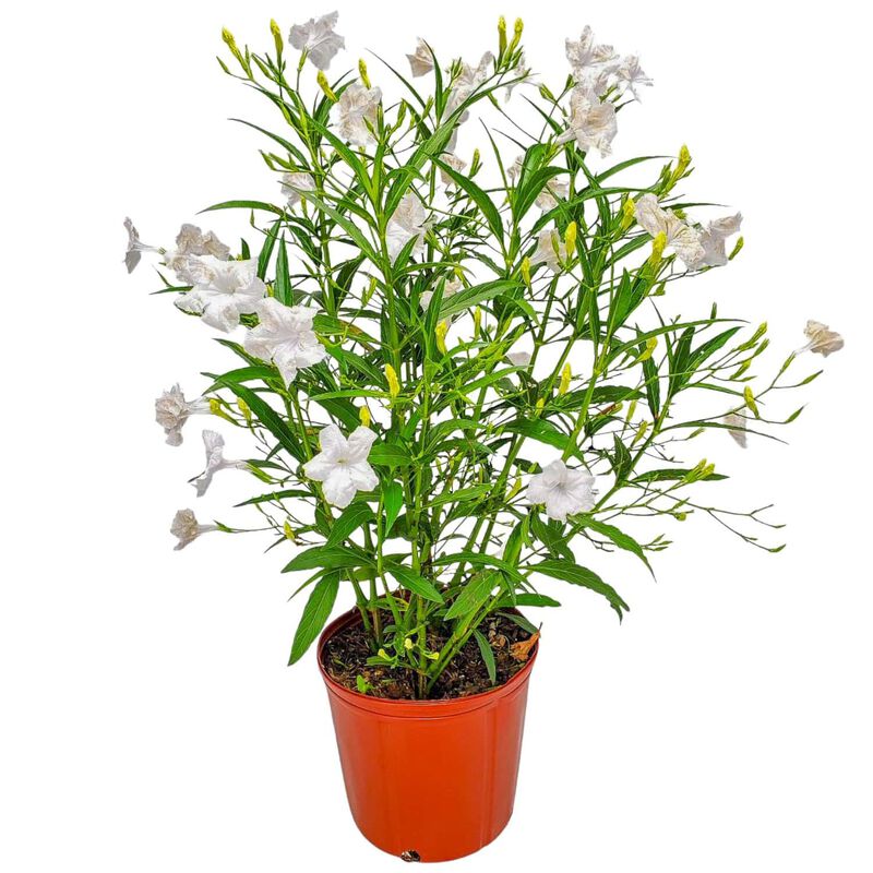 White Ruellia Bush in 3 Gallon Nursery Pot 1 ‑Pack image number 0