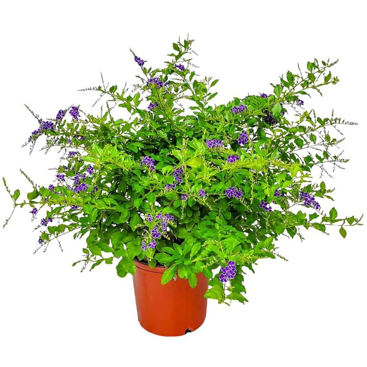 Duranta erecta &lsquo;Sapphire Showers&rsquo; Bush in 3 Gallon Nursery Pot 1 ‑Pack