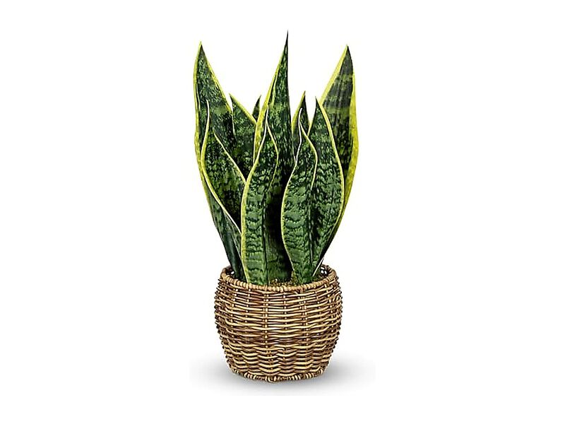 Artificial Snake Plant In Woven Basket 17 Faux Sansevieria Trifasciata Plants image number 0