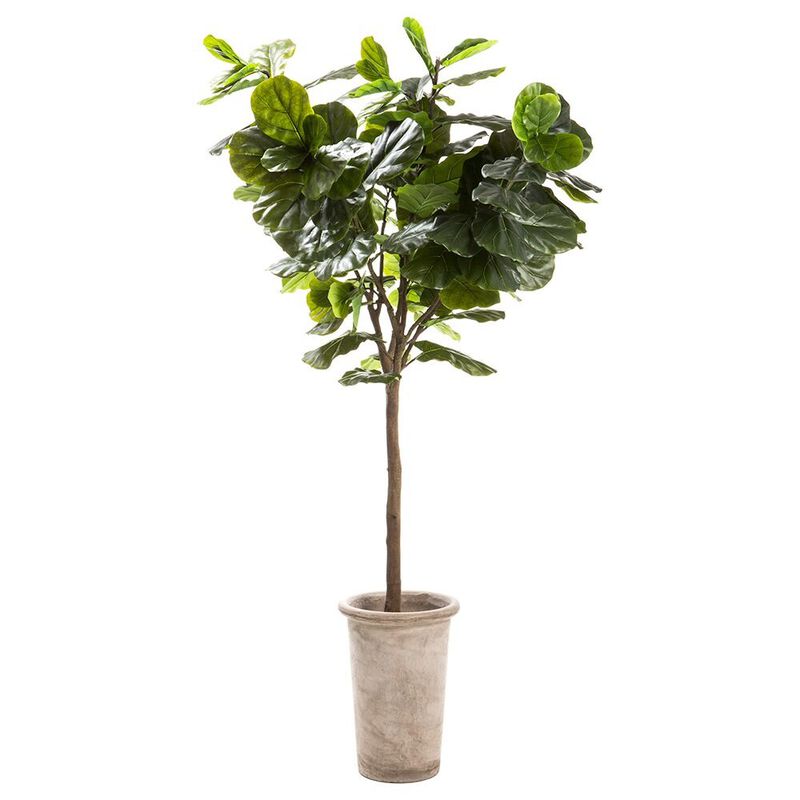 Fiddle Tree in Cement Planter