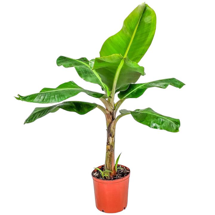 Dwarf Cavendish Banana Tree in 3 Gallon Nursery Pot 1 ‑Pack