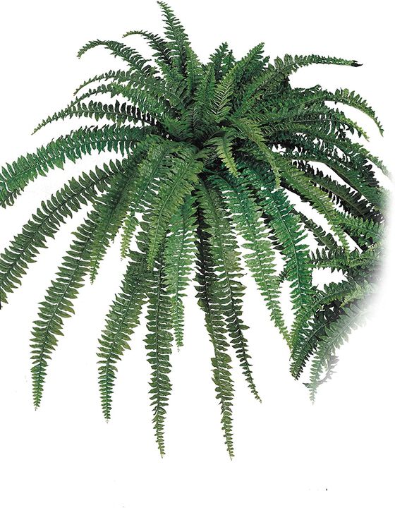 Boston Fern Artificial Plants Fake Silk Indoor House Plant or Outdoor Bush, Hanging Basket or Planter, 82” Inch Diameter 77 Fronds