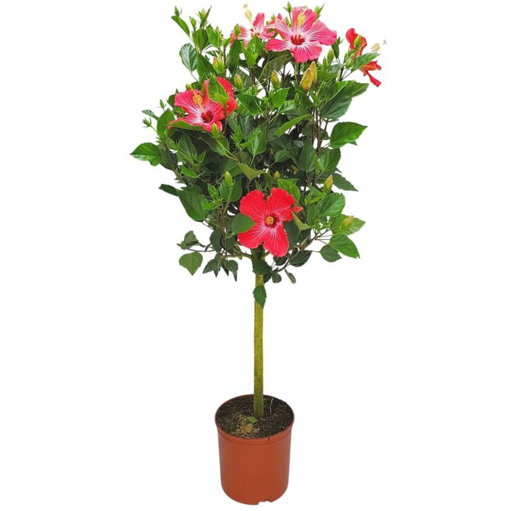 Hibiscus Tree in 3 Gallon Nursery Pot 1‑Pack
