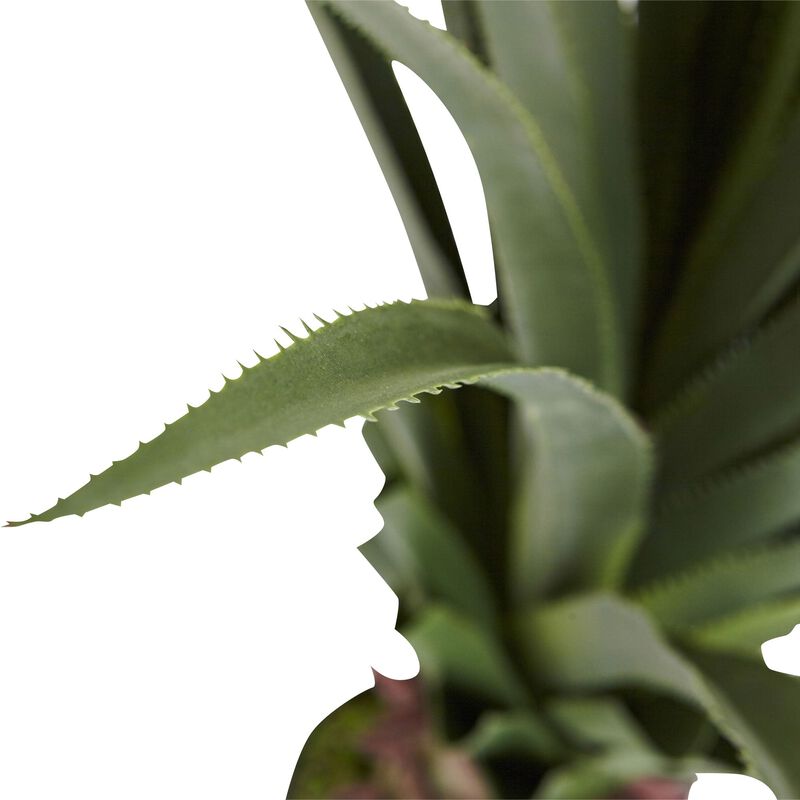 HomPlanti 4" Spiked Agave Plant