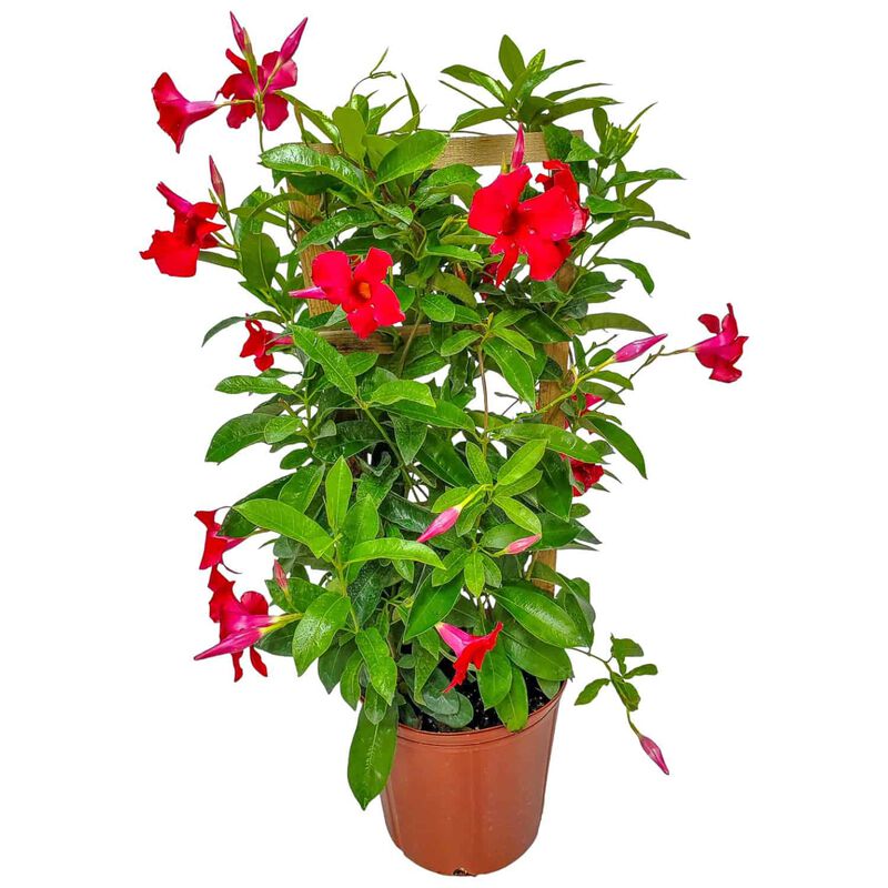 Giant White Mandevilla Vine in 3 Gallon Nursery Pot 1 ‑Pack image number 0