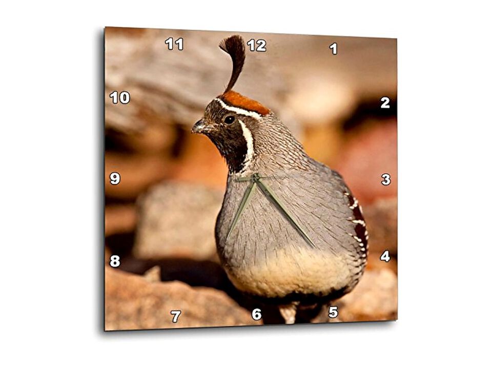 Male Gambels Quail Bird Arizona David Wall Clock 13 Inch Home Decor
