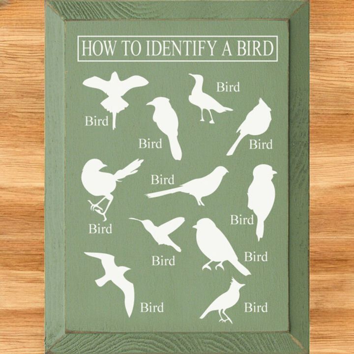 Bird Identification Chart Wall Decor From Solid Knotty Pine