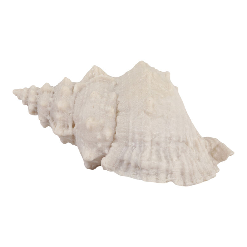 10x5x5 Resin Sand Cong Shell image number 3
