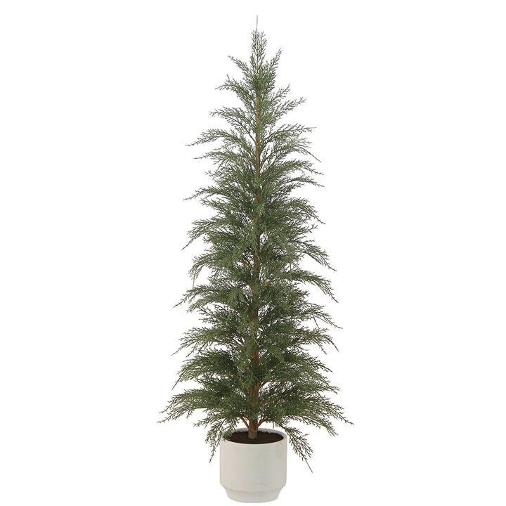 4' Cedar Tree