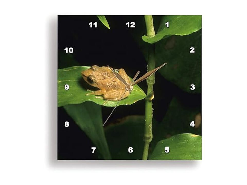 Puerto Rico El Yunque Coqui Frog Leaf Wall Clock 13 Inch Home Decor