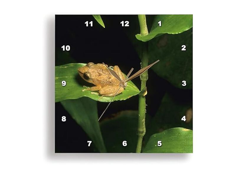Puerto Rico El Yunque Coqui Frog Leaf Wall Clock 13 Inch Home Decor image number 1