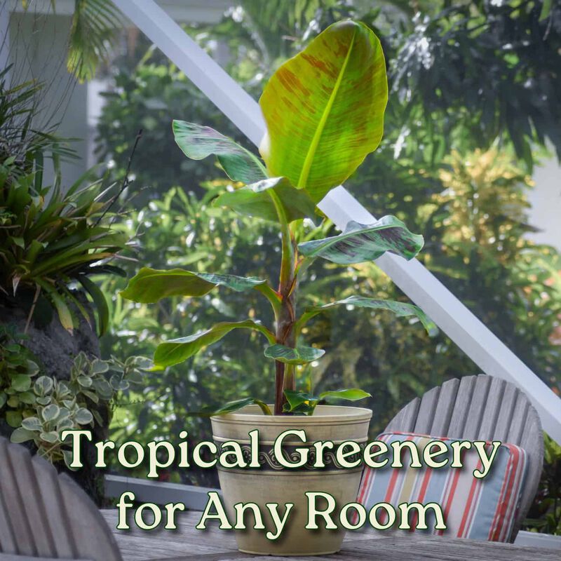 Dwarf Cavendish Banana Tree in 3 Gallon Nursery Pot 1 ‑Pack image number 4