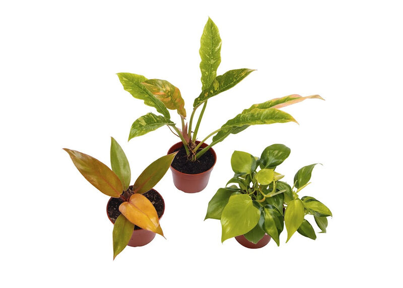 3 Assorted Philodendrons